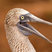 Blue-footed Booby